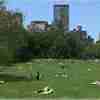 Sheep Meadow picture
