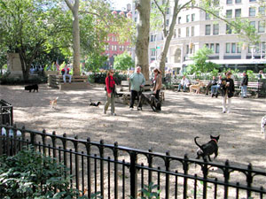 dog run at Madison Square Park